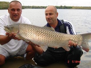 Tincabesti